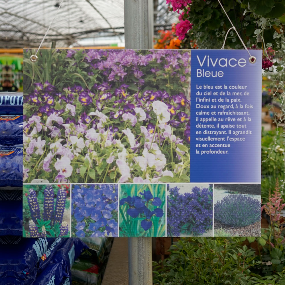 Maison des fleurs vivaces - Vivace Bleue